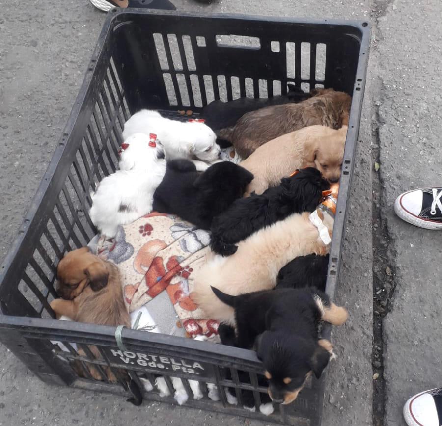 Na imagem há diversos cães dentro de uma caixa preta. A caixa está no chão e os cães são filhotes pequenos de cores preto, marrom e branco